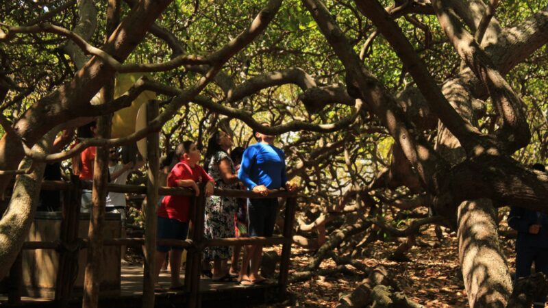 Parque das Dunas e Cajueiro de Pirangi funcionarão normalmente durante a Semana Santa